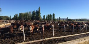 Ganado Patagonia libre aftosa