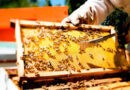 La miel, un motor de las economías regionales que enfrenta nuevos desafíos para exportar