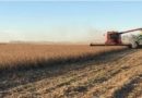 Avanza la cosecha de soja a nivel nacional y ya abarca al 77,6% del área sembrada