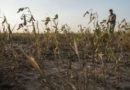Cómo reducir el impacto del clima en los cultivos de verano por fenómeno de La Niña