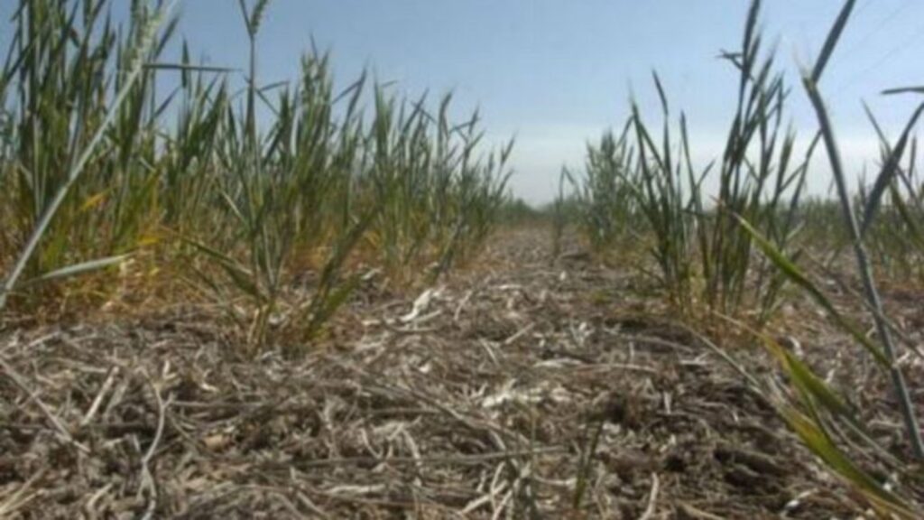 Por la sequía, proyectan pérdidas de hasta US$4000 millones para la campaña agrícola