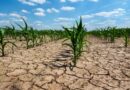 ¿Fin de la sequía?: desde la Bolsa de Cereales afirman que La Niña comenzó «proceso de disipación»