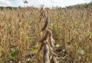 Por la sequía extrema, esperan la peor campaña de soja y maíz en 15 años