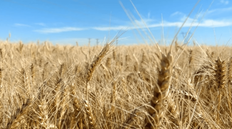 clima trigo