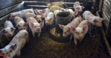 Productores porcinos serán beneficiados tras la devaluación