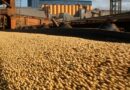 Tras el triunfo de Javier Milei, productores retienen los granos a la espera de sus políticas agroexportadoras