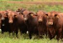 Avanzan negociaciones con México, Sudáfrica y Unión Europea para la exportación de genética bovina