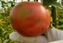 Senasa detectó el virus rugoso del tomate la plantación de una localidad bonaerense y busca detener su dispersión