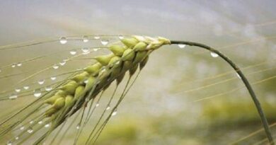 Campaña del Trigo: las lluvias mejorarán la cosecha y se espera un 10% más de lo proyectado hace un mes