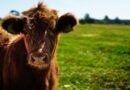 Se reabre el mercado europeo para los embriones bovinos argentinos