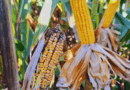 Cuáles son los tres nuevos insecticidas que se aprobaron para combatir la chicharrita del maíz