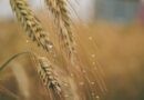 Lluvias en Buenos Aires: ¿serán suficientes para salvar la siembra de trigo?