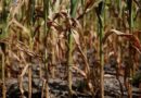 Clima: la sequía amenza a una región clave y preocupa el pronóstico para el otoño