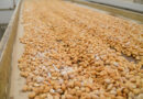 Argentina consolida su liderazgo mundial en exportaciones de maní