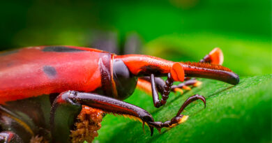 El Gobierno declaró la emergencia fitosanitaria por una plaga: cuál es