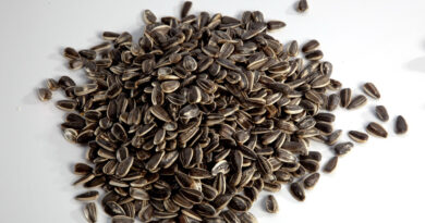 La molienda de girasol en marzo fue la más alta en 17 años