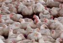 Tras superar los controles sanitarios, Argentina vuelve a exportar carne de pollo a Chile y Perú