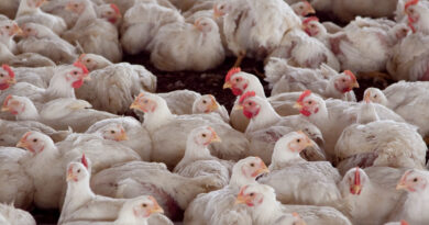 Tras superar los controles sanitarios, Argentina vuelve a exportar carne de pollo a Chile y Perú