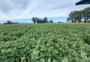 El clima juega a favor: el fenómeno de El Niño impulsa las expectativas del campo argentino