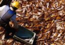 La pesca argentina ya superó los US$1000 millones exportados en lo que va del año