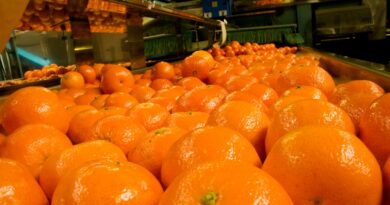 Argentina habilitó la exportación de cítricos a Panamá