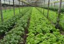 El gobierno bonaerense realizará un censo para actualizar el mapa de la producción hortiflorícola