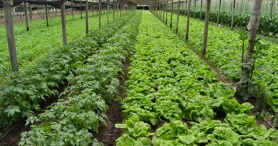 El gobierno bonaerense realizará un censo para actualizar el mapa de la producción hortiflorícola